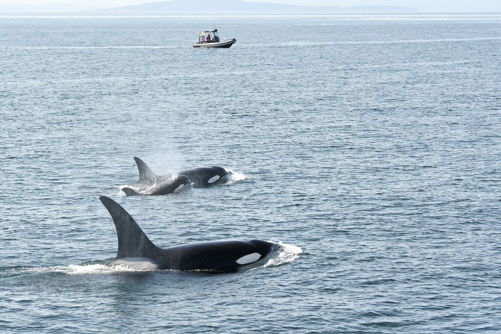 Orca whales from a whale watch tour in 2025