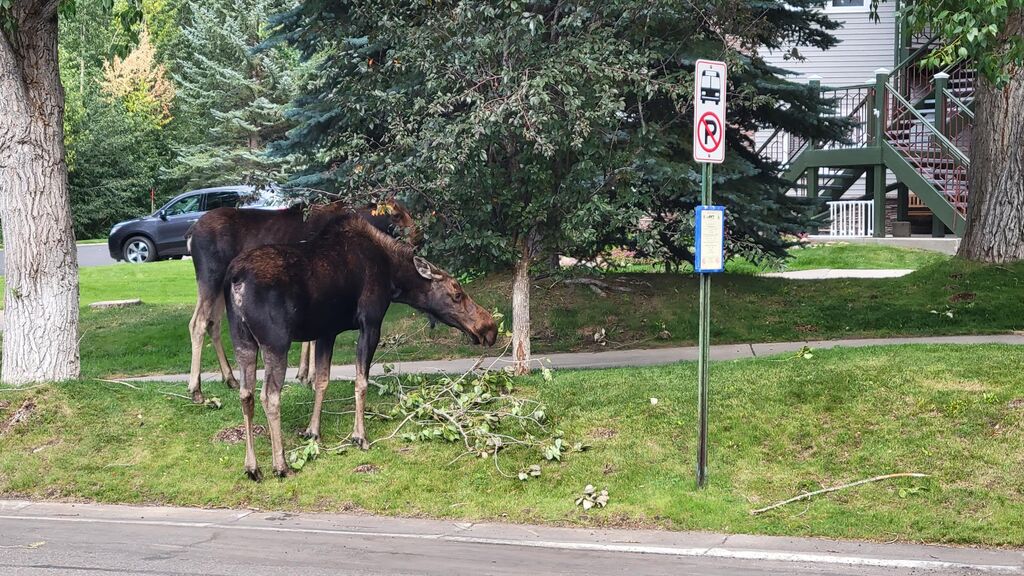 Moose at the bus stop
