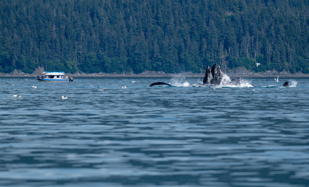 Incredible Marine Wildlife