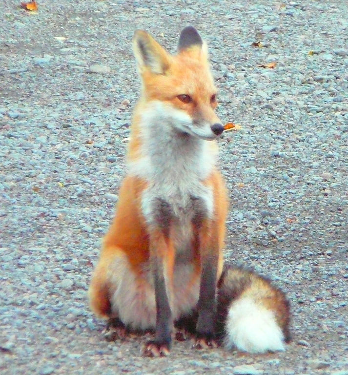 Foxes have been greeting staff outside staff housing for more than 15 years.