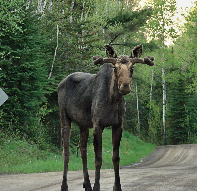 Expect to regularly see moose when you're at work