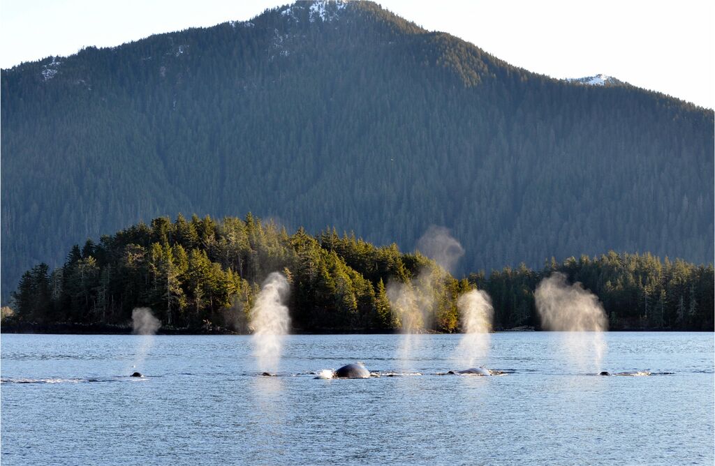 Humpbacks