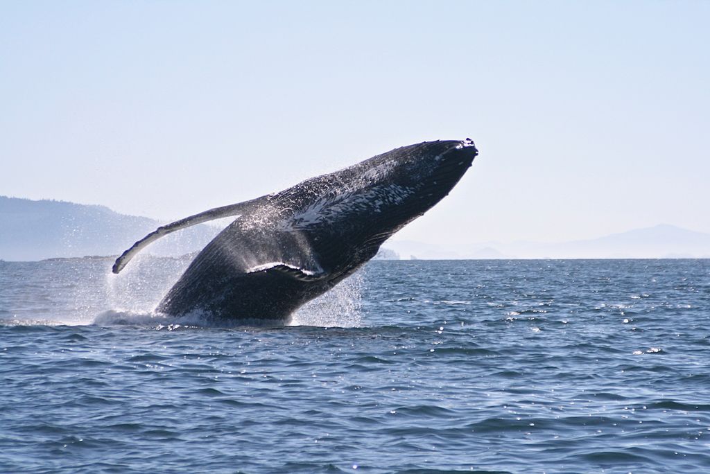 Humpback viewing all summer long