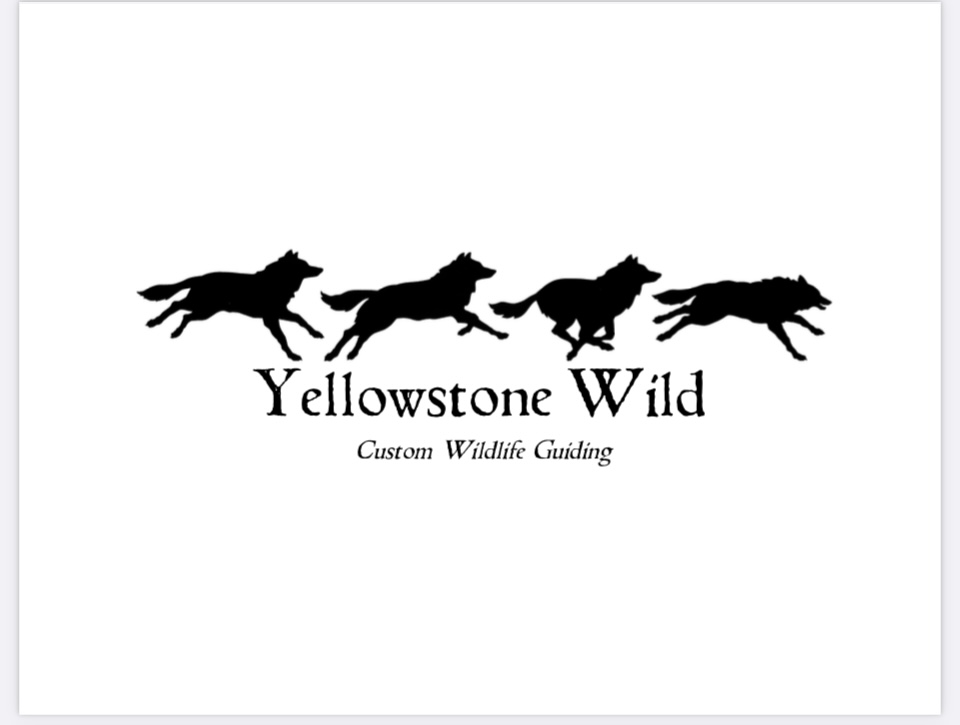 Yellowstone Wild, LLC Logo