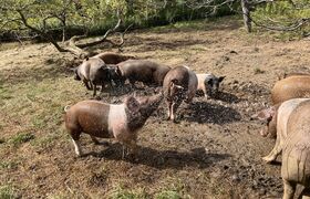 Spring Lake Ranch Therapeutic Community photo