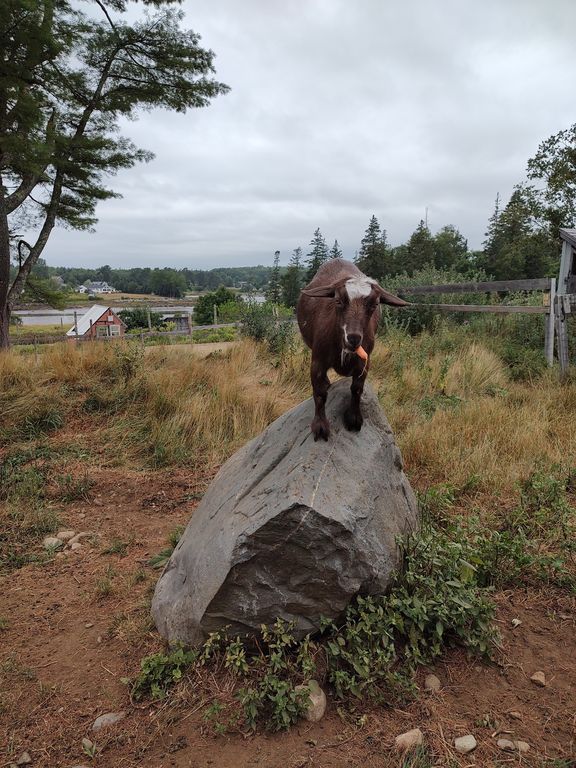 Our camp goats!
