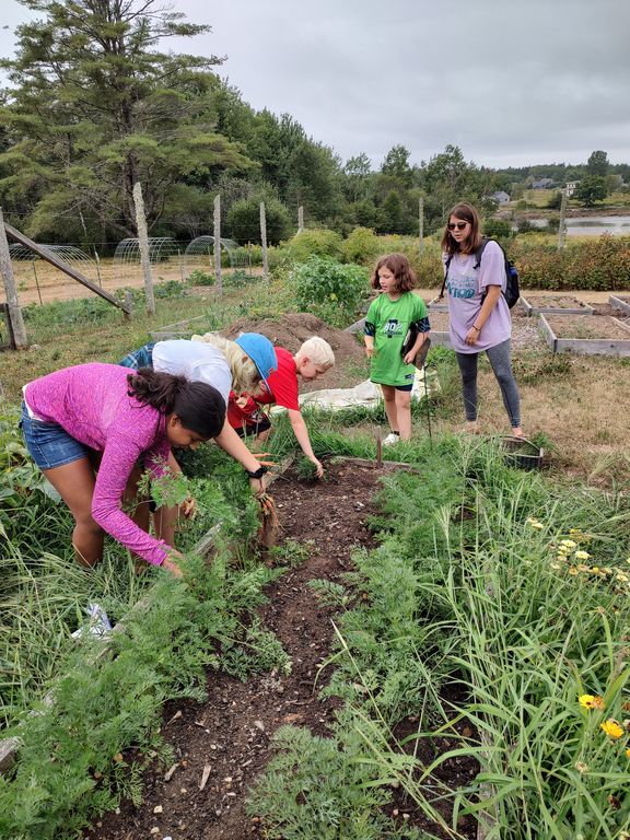 Picking carrots in the garden :)