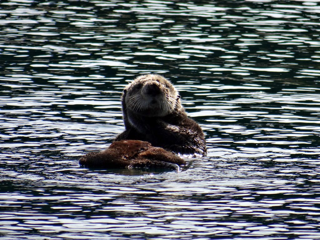 Seldovia Sea Otter