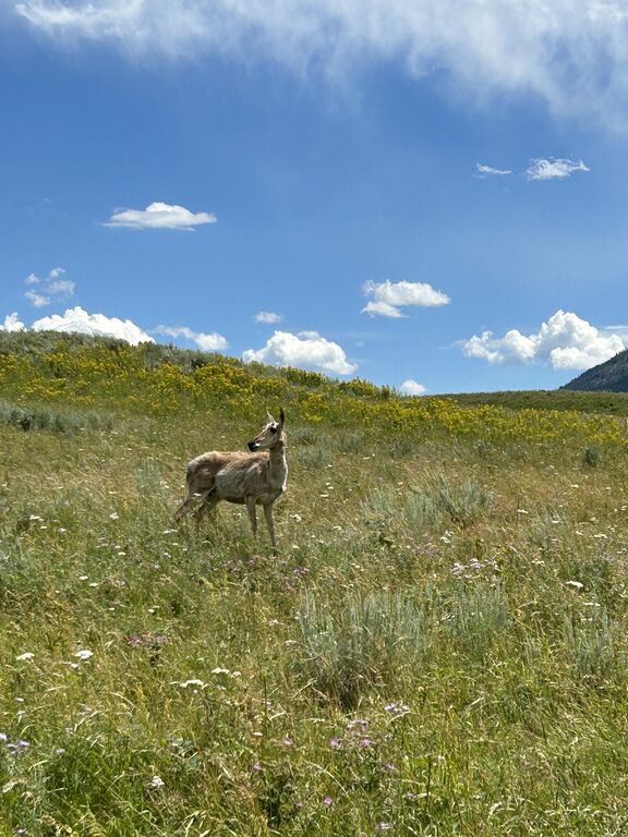 Located 20 minutes from Lamar Valley, Yellowstone. Superior wildlife watching.