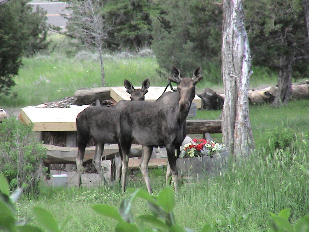 Wildlife visitors