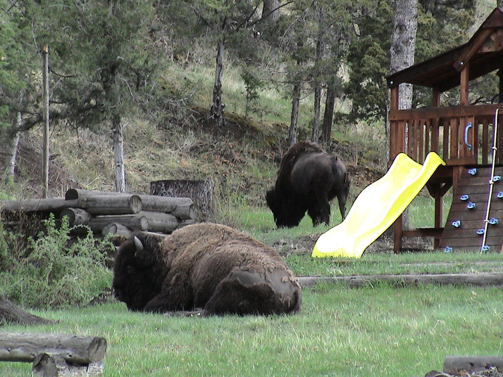 EHL Playground