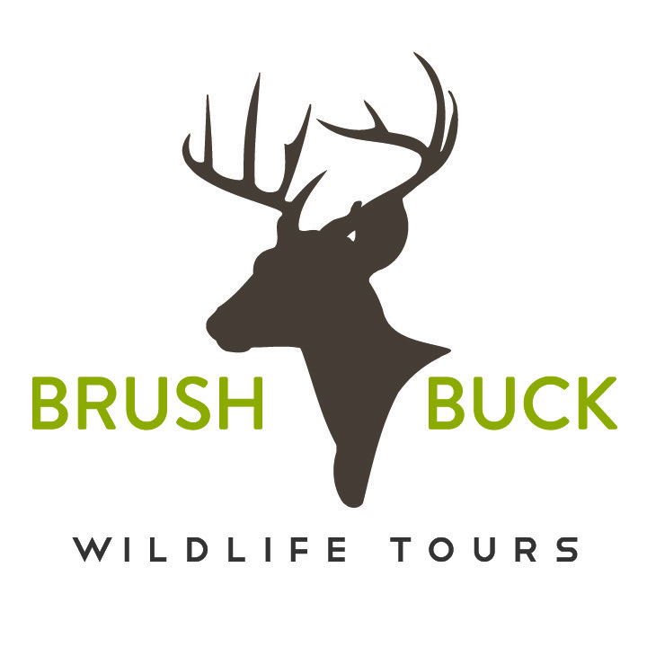 BrushBuck Wildlife Tours Logo